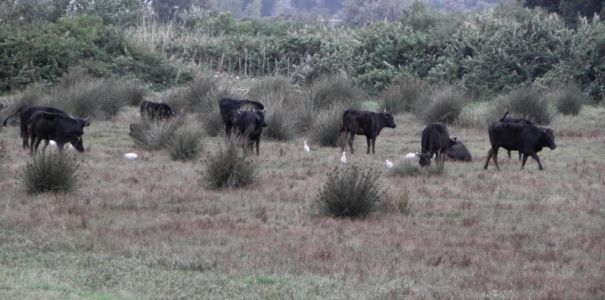 bejci z Camargue