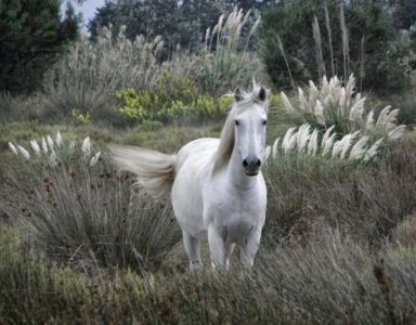 koník z Camargue