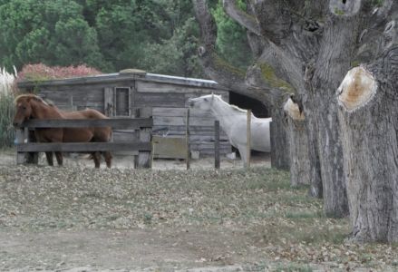 na ranči