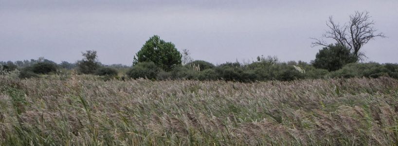 rozlehlé mokřady Camargue